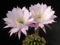 Thumbnail of 1518_Echinopsis Hybride_20120517_01(1).jpg